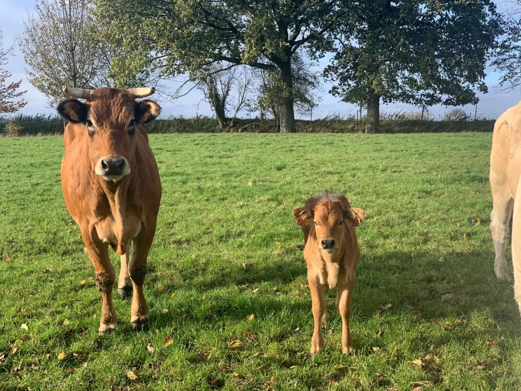 Une vache brune et son veau debout dans un champ vert luxuriant sous un ciel bleu clair, le veau regardant curieusement vers la caméra.