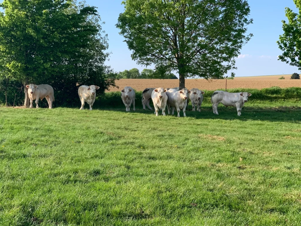 Six vaches de différentes tailles, pour la plupart blanches avec des taches de bronzage, paissent dans un champ verdoyant bordé d'arbres sous un ciel dégagé.