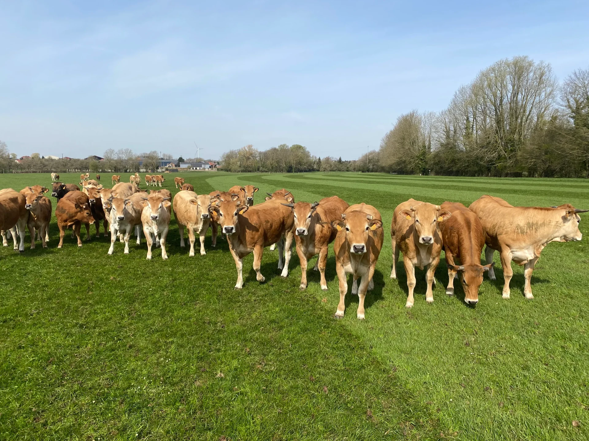 Un troupeau de vaches brunes et blanches debout sur l'herbe verte dans un champ, avec des arbres et un ciel clair en arrière-plan.