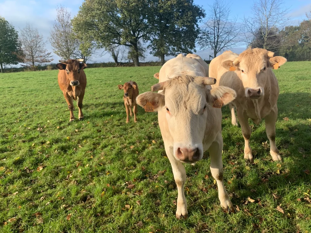 Quatre vaches curieuses debout dans un champ verdoyant sous un ciel bleu clair. deux sont marron clair et blancs, et deux sont marron plus foncé, tous regardant directement la caméra.