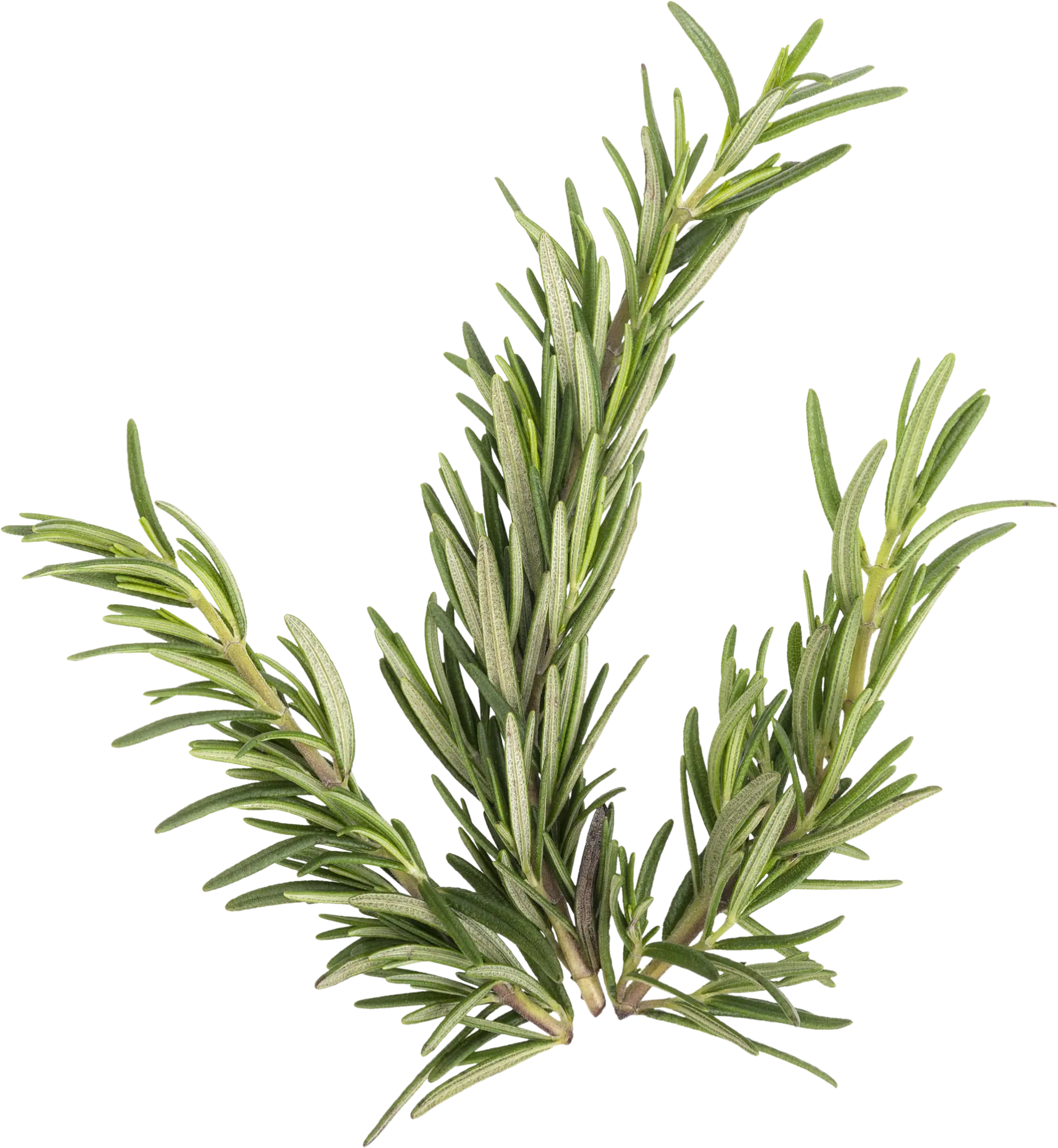 branche de romarin